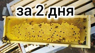 ПЕРЕХОД НА РАМКУ 145 ЗА ДВА ДНЯ.  BEEKEEPING. ПЧЕЛОВОДСТВО.