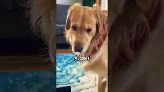 FUNNY Golden Retriever Plays Guess The Color 