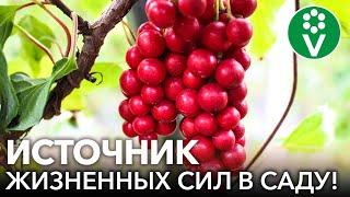 ЯГОДА 5 ВКУСОВ - ЛИМОННИК КИТАЙСКИЙ: полезные свойства и способы применения