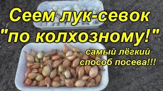 "Колхозный" способ посева лука-севка! Легко и просто!