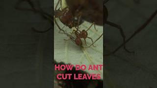 How do ants cut leaves? Sneak peeks of our movie: « Why are Atta ants called Leafcutters ?»