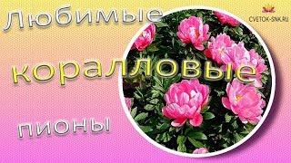 Любимые коралловые пионы / Сад Ворошиловой