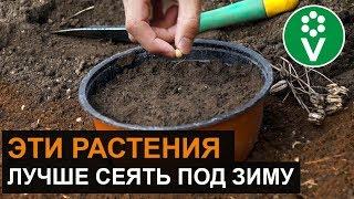 ХИТРОСТИ ПОСАДКИ ПОД ЗИМУ цветов и овощей