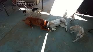 Boxer Dogs Fighting