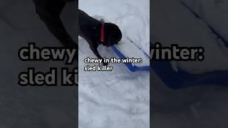Chewy in the summer vs in the winter