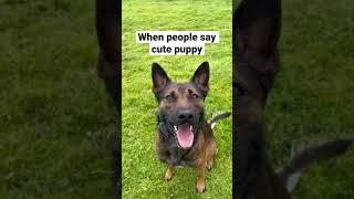 Not a Belgian Malinois?? #shorts #dog #dogtraining #malinois #viral