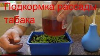 Подкормка рассады табака