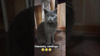 Кошки тоже хотят отдохнуть #юмор #юмор #cat