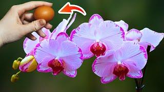 Just 1 fruit! Any orchid will bloom beautifully for 3 years