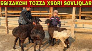 TOZZA XSORI EGIZCHI VA SOVLIQ QOCHQORLAR KELDI