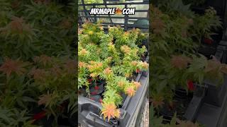 Acer palmatum Red Panda™ Parade Incoming @ MrMaple.com | Rare Japanese Maple!