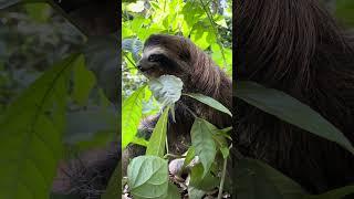 Sloth's Blink!