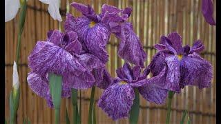 [4K] ハナショウブ展 神代植物公園2020Iris display at Jindai Botanical Gardens 2020