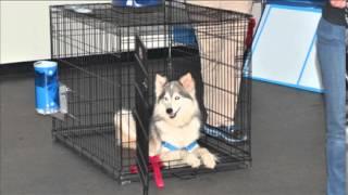 Pet Tutor(r) launch and birthday