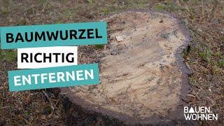 Gartentipp: Baumwurzeln richtig entfernen - Stockfräsen; Wurzeln entfernen ohne ausgraben