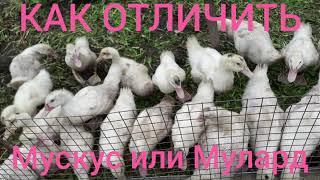 Как отличить мускуса от муларда