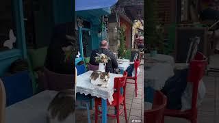 Meet the adorable stray cats of Istanbul 