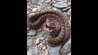 World powerful snake? #shortvideos #facts #amazingfacts