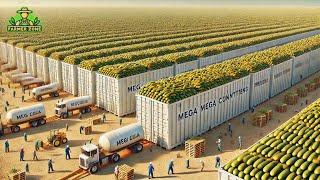 Cucumber Pickles Mega Factory: Processing Millions of Cucumbers for Pickles