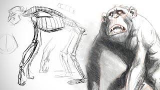 Animal Anatomy Bootcamp - Ape Skeletons