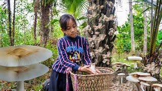 Poor Girl Harvest Mushrooms To Sell To Support Her Life and Her Difficult Dream Of Going To School