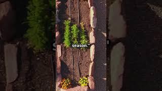 Stop Replanting! These 9 Vegetables Grow Back Every Year