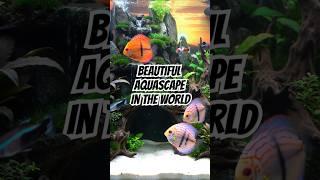 The Unbelievable Beauty of Aquascaping