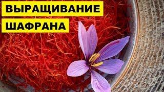 ВЫРАЩИВАНИЕ ШАФРАНА КАК БИЗНЕС ИДЕЯ