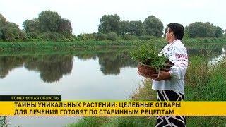 Целебные отвары по старинным рецептам готовят в деревне Зборов