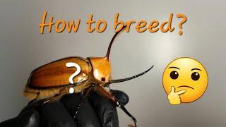 How to breed? Golofa Porteri (Beetle ASMR)