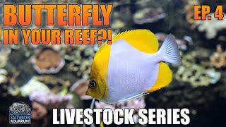 BUTTERFLYFISH In Your Reef Tank - Livestock Series