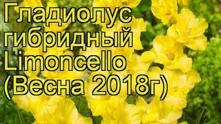 Гладиолус гибридный (Limoncello). Краткий обзор, описание характеристик, где купить луковицы