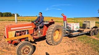 White Potato Harvest