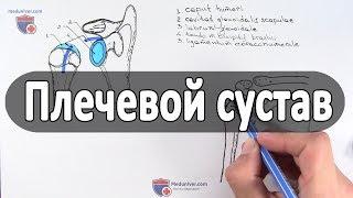 Анатомия плечевого сустава - meduniver.com