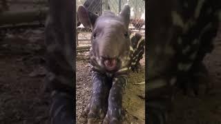 Cute Tapir Chewing