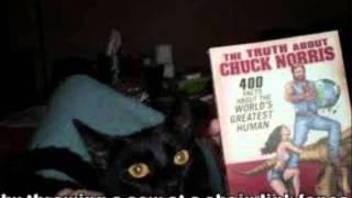 Epically Funny Cats #1