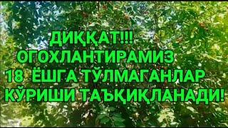 ДАДАМ ФЕРМАДА КОРОВУЛ ЕДИ ЯРИМ КЕЧАСИ ФЕРМАГА КИРСАМ ДАДАМ