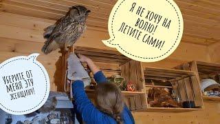 How do I remove an owl from the shelf if it doesn't want to be removed?