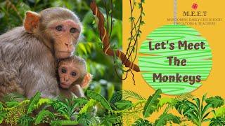 Let's Meet the Monkeys!