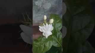 mogra plant #terrace #garden #feel #greenish #green #nature #garden #jasmine #flower #fresh