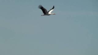 White Stork Flying Over Port Meadow