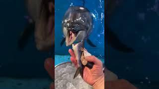Friendly dolphin eating ice and fish #dolphin #dolphinnose