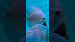 Київські блю даймонди, молода пара). #discus , #discusfishlover, #altum , #catlovers , #cat , #кіт .