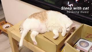 貓貓陪伴音樂  適合睡眠前聽/助眠/失眠/舒壓  Sleep with Cats 【黃阿瑪的後宮生活 Fumeancats】阿瑪篇