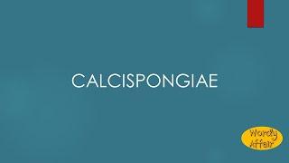 Calcispongiae Meaning