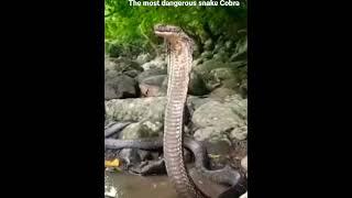 The most dangerous snake Cobra #shorts AnimalTube - World of animals