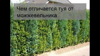 Чем отличается туя от можжевельника