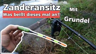 Mit Köderfisch auf Zander am Rhein Herne Kanal  [ Mission mit Köfi auf Zander Ep. III ]