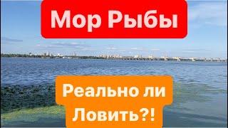 Днепр Стал БолотомРыба УмираетЛовля на ФидерЛовля на КормачкиКрасивая ПриродаРека Днепр