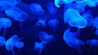 #jellyfish||Jelly fish amazing video||